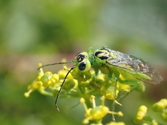 Rhogogaster chlorosoma