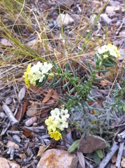 Lithospermum cobrense