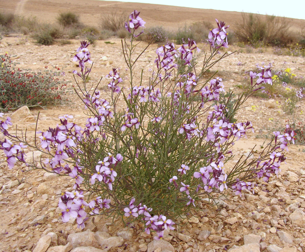 Pseuderucaria clavata