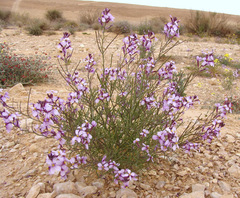 Pseuderucaria clavata