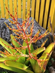 Aechmea blanchetiana