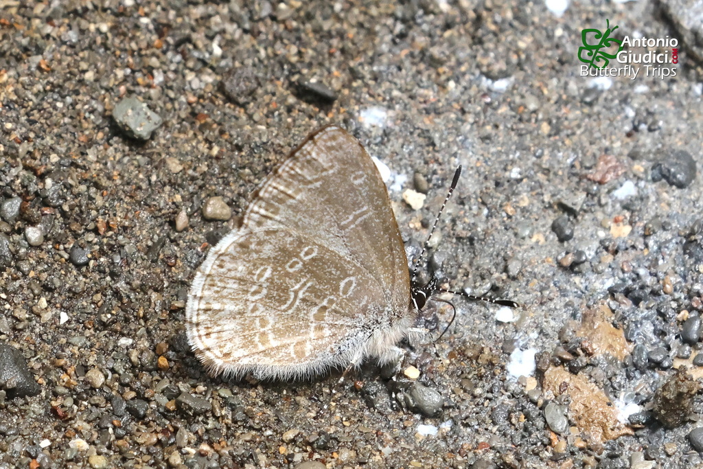 Udara sibatanii (Udara sibatanii)