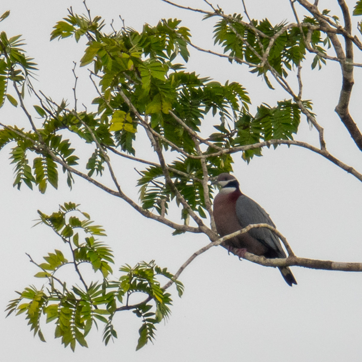 Collared Imperial Pigeon (Ducula mullerii), photo 1