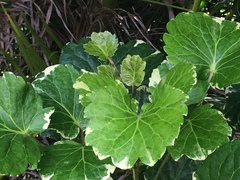 Polyscias balfouriana marginata