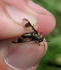 Chrysops univittatus