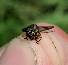 Chrysops univittatus