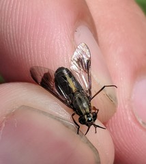 Chrysops univittatus