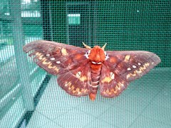 Procitheronia fenestrata