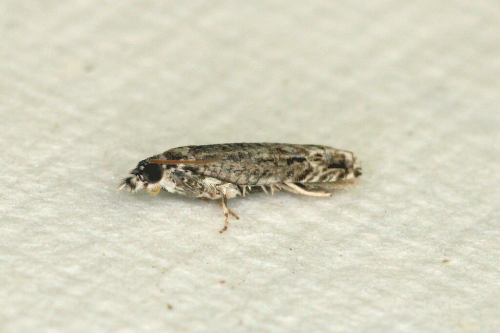 Holocola perspectana