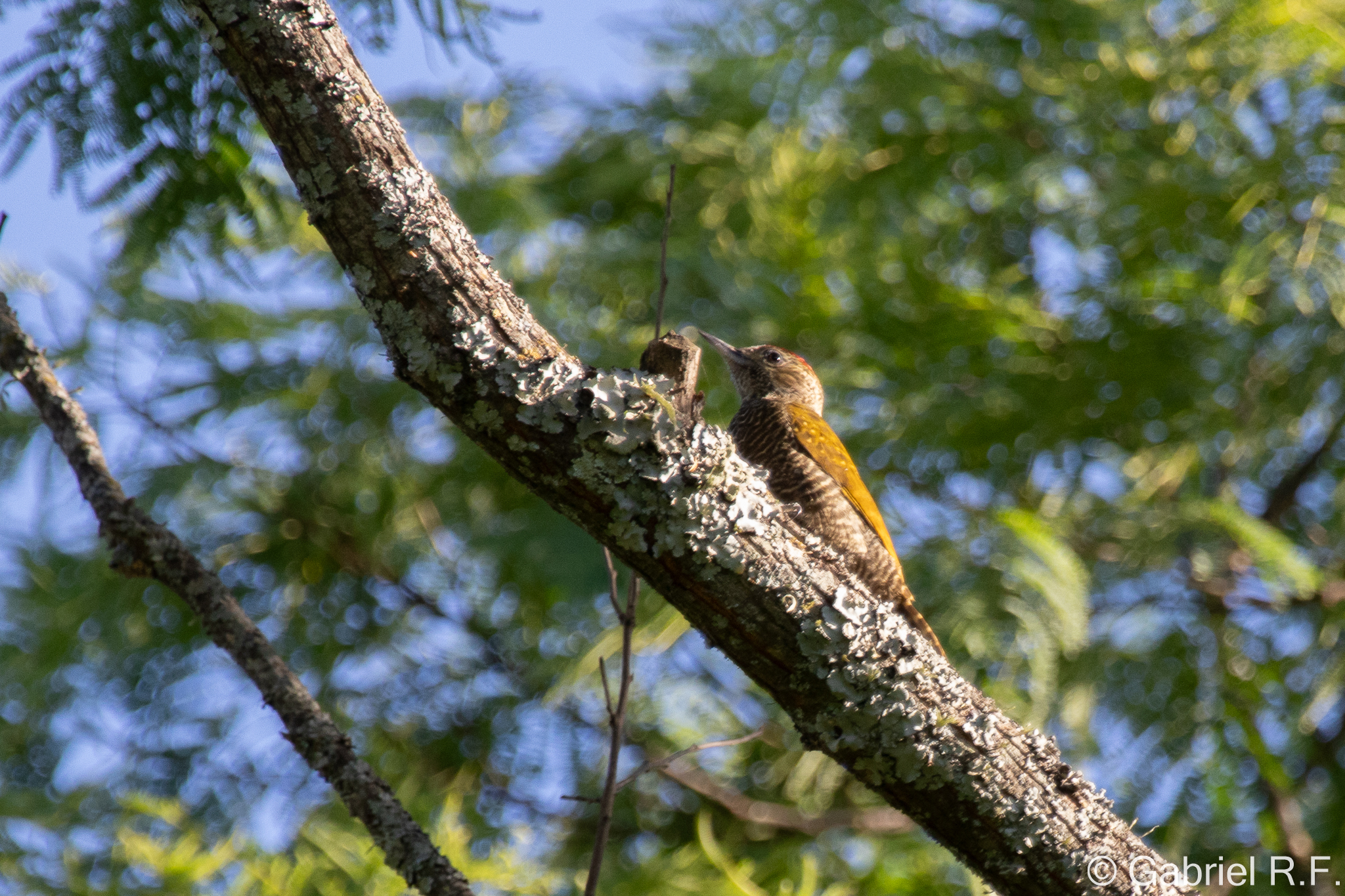 Dot-fronted Woodpecker (Veniliornis frontalis), photo 6