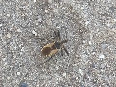 Rhynocoris ventralis