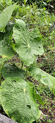 Foto de Capeba