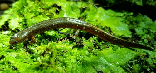 Eurycea tynerensis