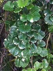 Polyscias balfouriana marginata