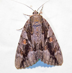 Catocala flebilis