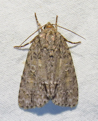 Acronicta immodica