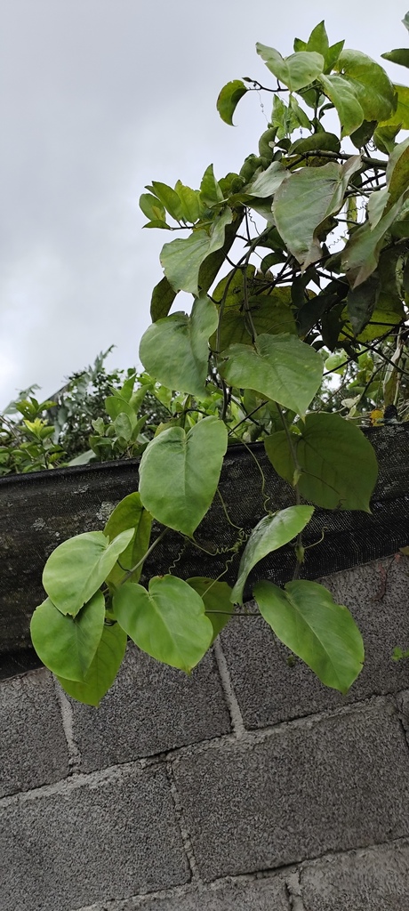 Foto de Maracujá-doce