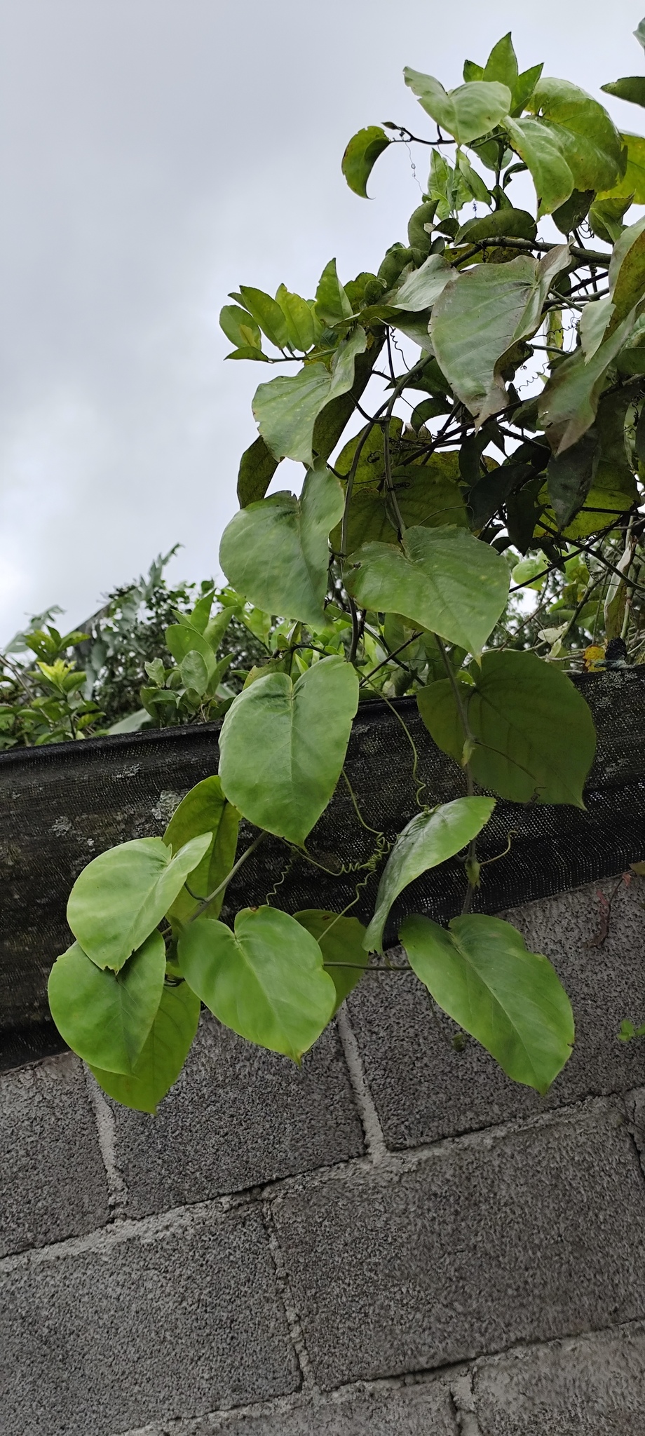 Imagem de Maracujá-doce