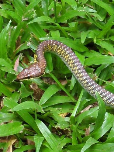 Northern Tree Snake sighting