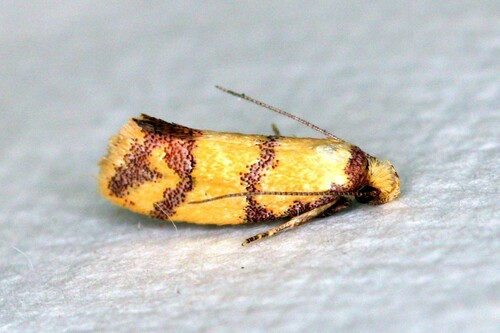 Psaroxantha basilica (Meyrick, 1884)