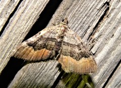 Xanthorhoe quadrifasiata