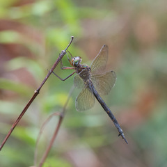 Somatochlora linearis