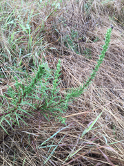 Liatris punctata mucronata
