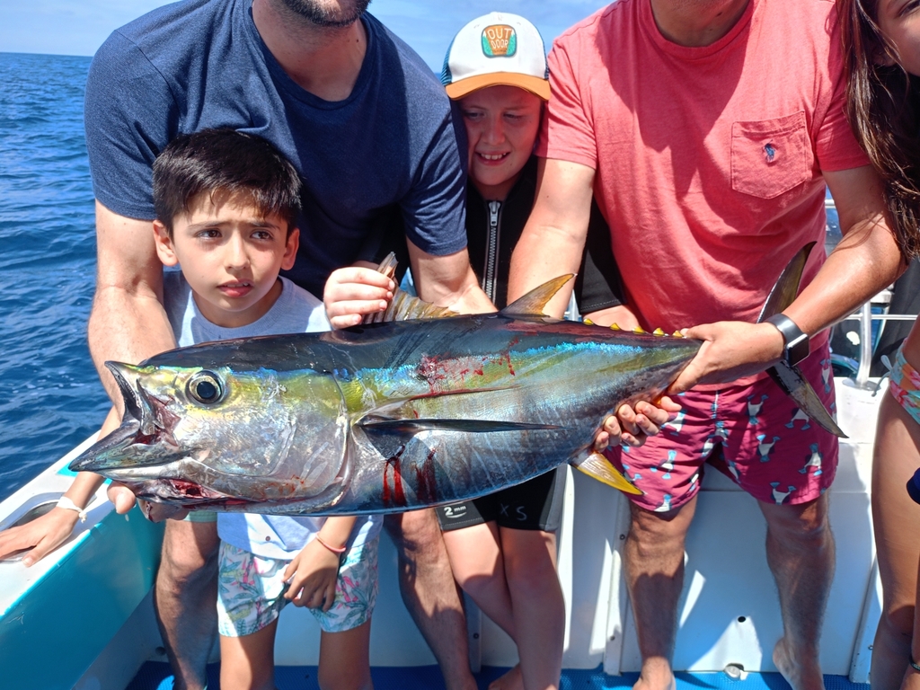 Photo of Yellowfin tuna (Thunnus albacares)