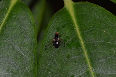 Seioptera vibrans