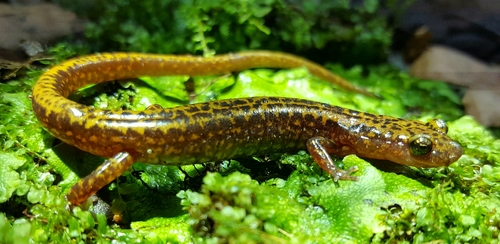 Eurycea melanopleura