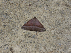 Ophisma