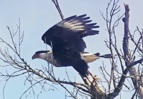 Crested Caracara (Caracara plancus)