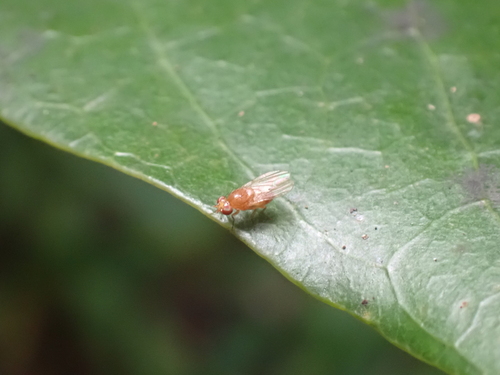 Homoneura unguiculata observed 2024-12-02