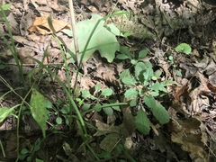 Borodinia perstellata