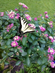 Papilio glaucus