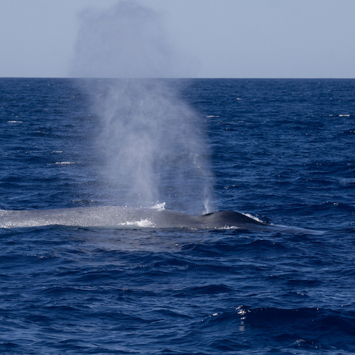 Blue Whale photographed in California