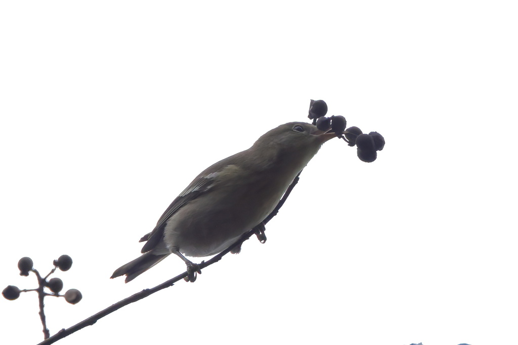 Pine warbler from washington parish la usa on january 5 2025 at 09 