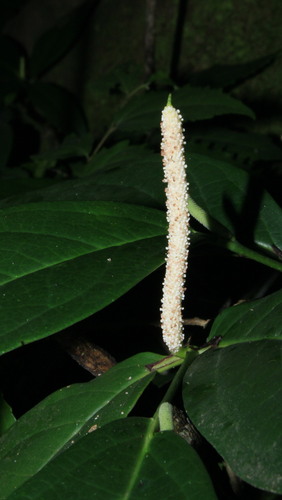 Piper holtonii observed 2025-01-05