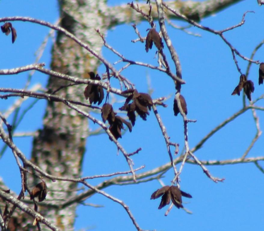 Imagem de Noz pecan