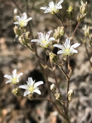Minuartia