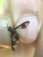 Chrysops montanus