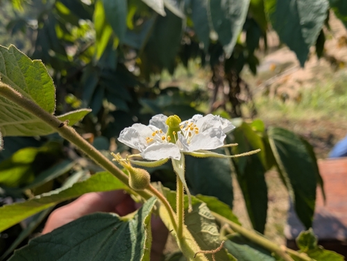 Foto de Calabura