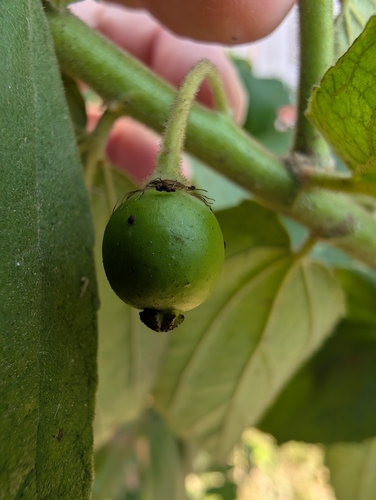 Foto de Calabura