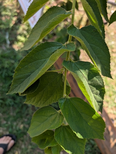 Foto de Calabura