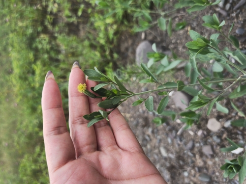 Foto de Coração-de-galinha