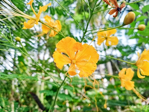 Caesalpinia pulcherrima