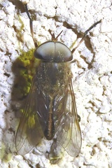 Tabanus lineola