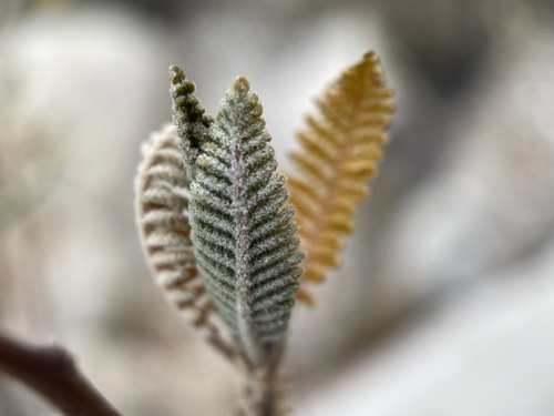Chamaebatiaria millefolium