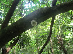 Amphitecna tuxtlensis