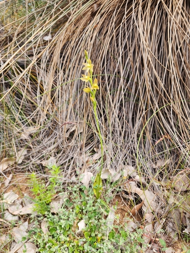 Image of Thelymitra benthamiana by (c) Paul Winthrop, some rights reserved (CC BY)